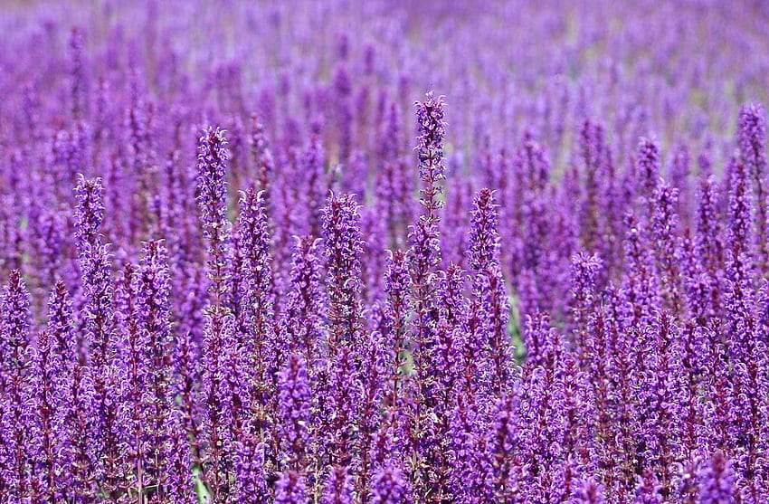 Flowers, Violet, Field, Lot HD wallpaper