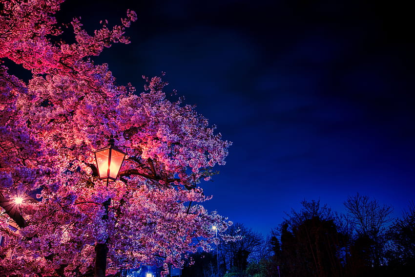 Spring, Flowers, Sakura, Lamp, Lantern, Evening, Blooms HD wallpaper