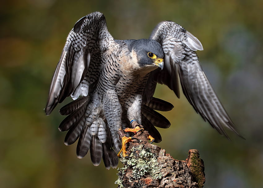 Peregrine-falcon, sayap, Hewan, elang, Peregrine Wallpaper HD