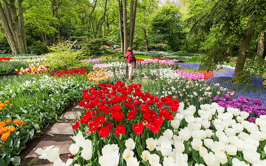 สวน Keukenhof ประเทศเนเธอร์แลนด์ ฤดูใบไม้ผลิ ดอกไม้ ดอกแดฟโฟดิล สีสัน ต้นไม้ ดอกทิวลิป วอลล์เปเปอร์ HD
