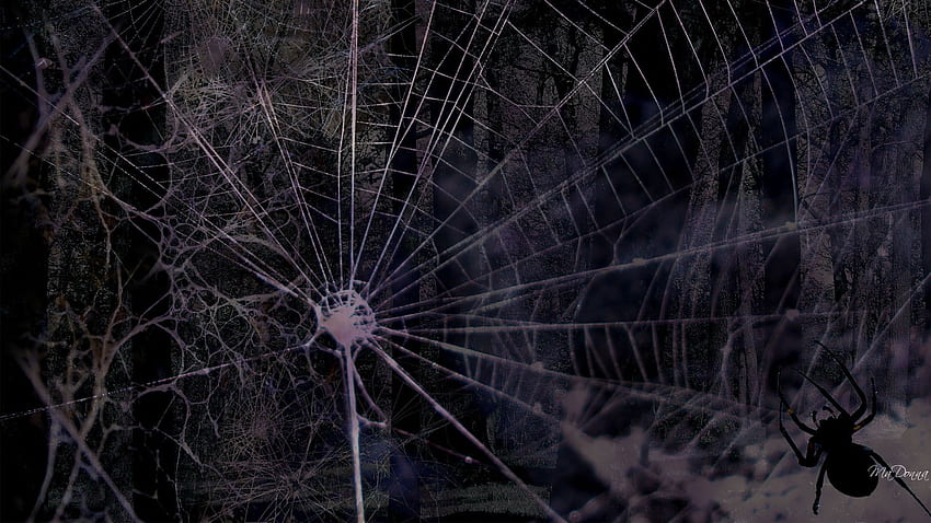 Fond de toile d'araignée, araignée effrayante Fond d'écran HD