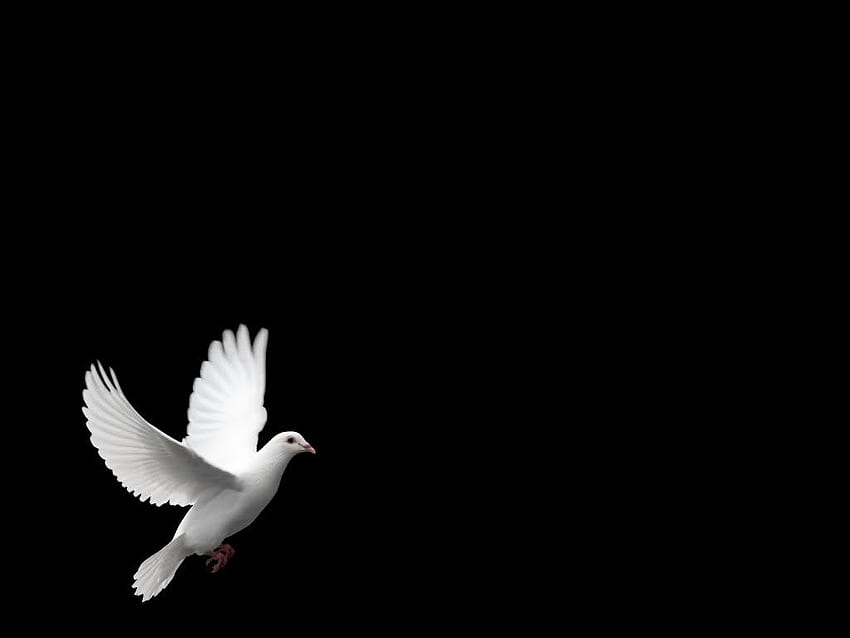 นกพิราบขาว นกพิราบขาว [] สำหรับ , มือถือ & แท็บเล็ตของคุณ สำรวจนกพิราบขาว นกพิราบ, แกดเจ็ตสีขาว วอลล์เปเปอร์ HD