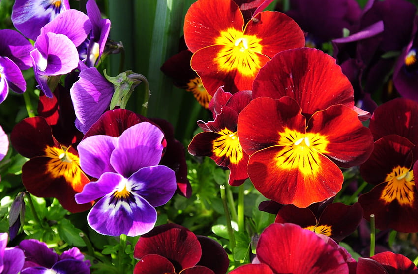 Blumen, Stiefmütterchen, hell, Blumenbeet, Blumenbeet, bunt, sonnig HD-Hintergrundbild