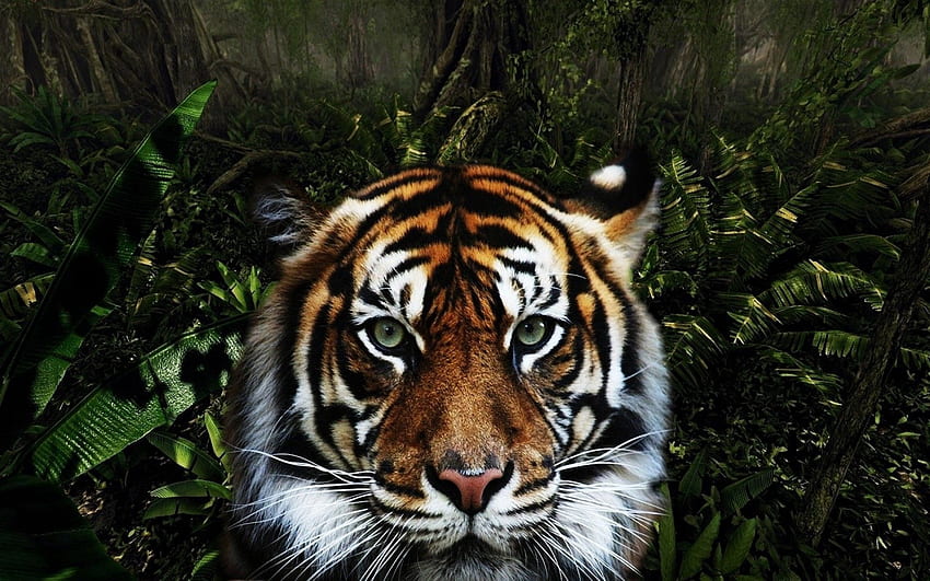 Zwierzęta, kaganiec, paski, drapieżnik, duży kot, tygrys Tapeta HD