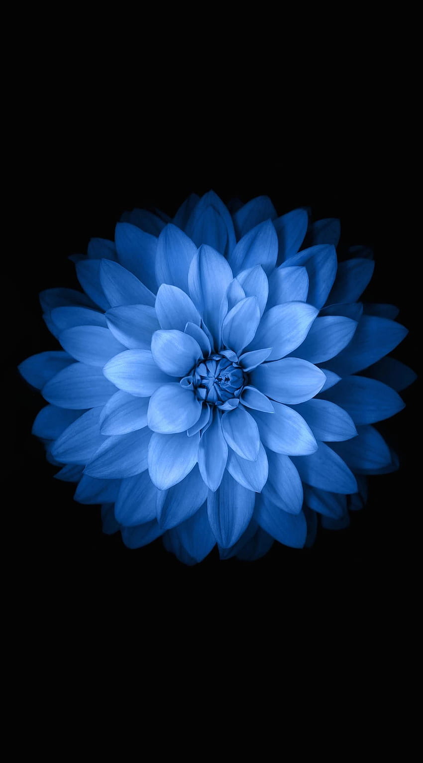 iPhone niebieski kwiat, niebieska dalia Tapeta na telefon HD