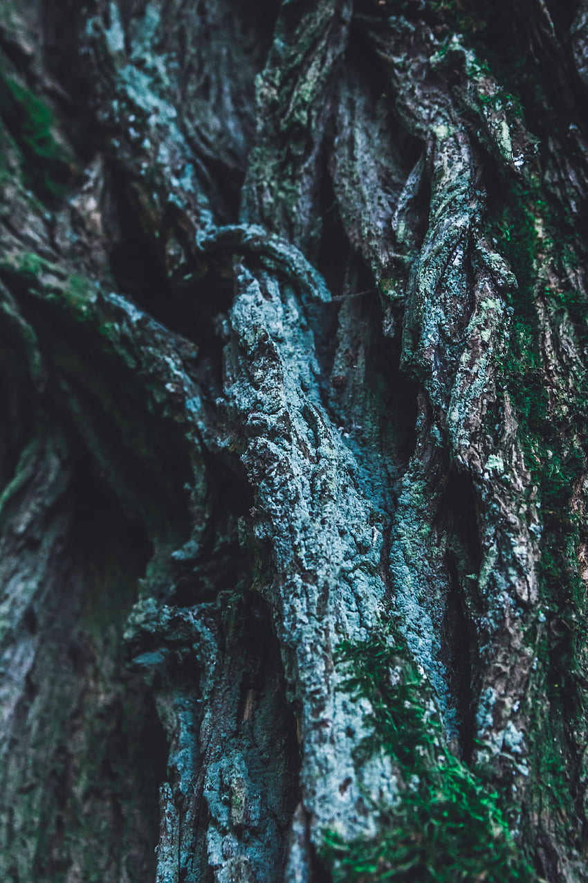 Wood, Tree, Texture, Textures, Surface, Relief, Moss, Bark, Raised HD phone wallpaper