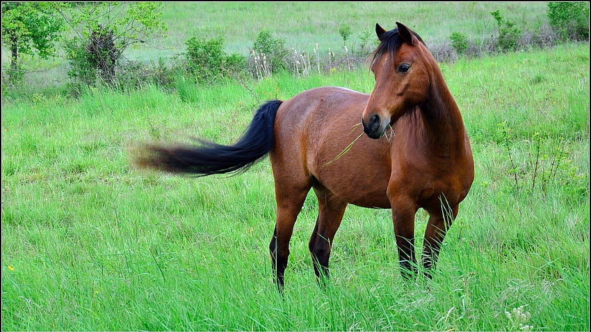 Zwierzęta, trawa, brąz, kolor, polana, polana, koń Tapeta HD