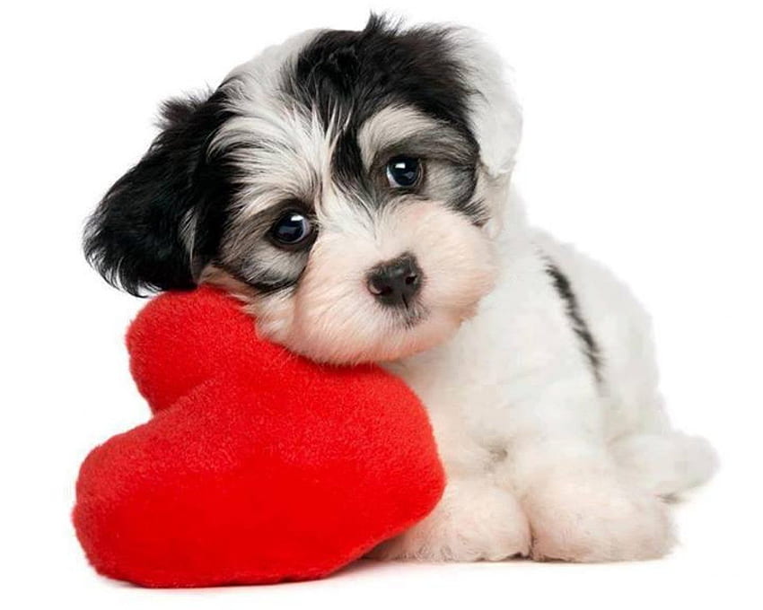 Очарователно кученце, играчка, сладко, кученце, черно и бяло, червено, очарователно, сърце, прекрасно, поглед HD тапет