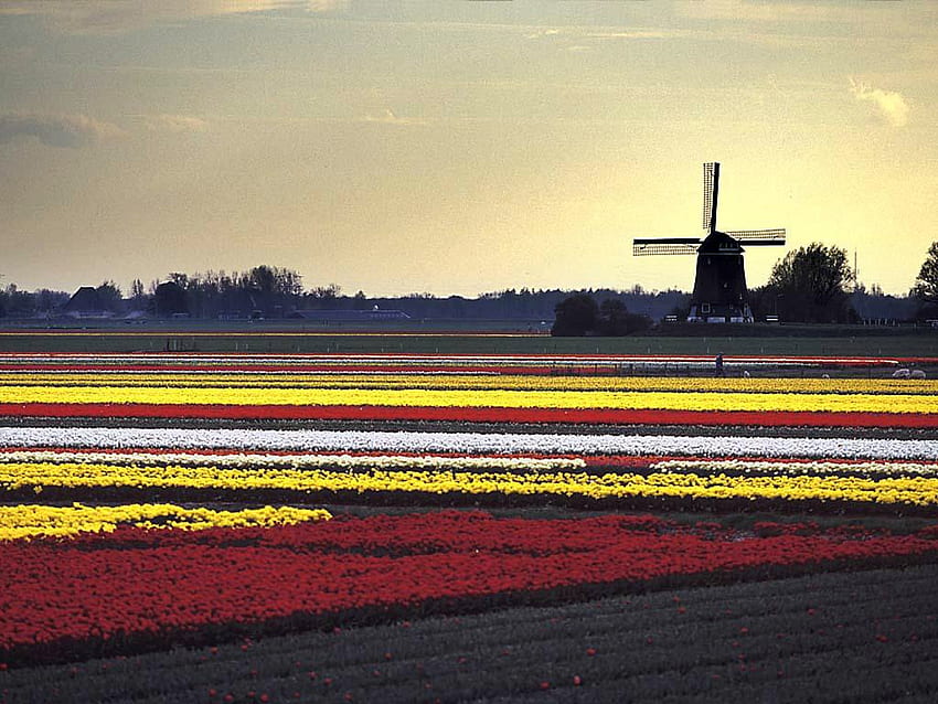 tulip field, flowers, tulips, field, mill HD wallpaper