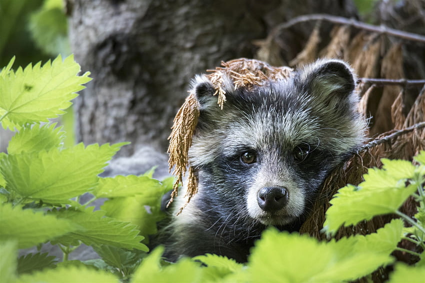 Raccoon dog, Nettles, Dead branches, Dog, Raccoon, Hiding HD wallpaper