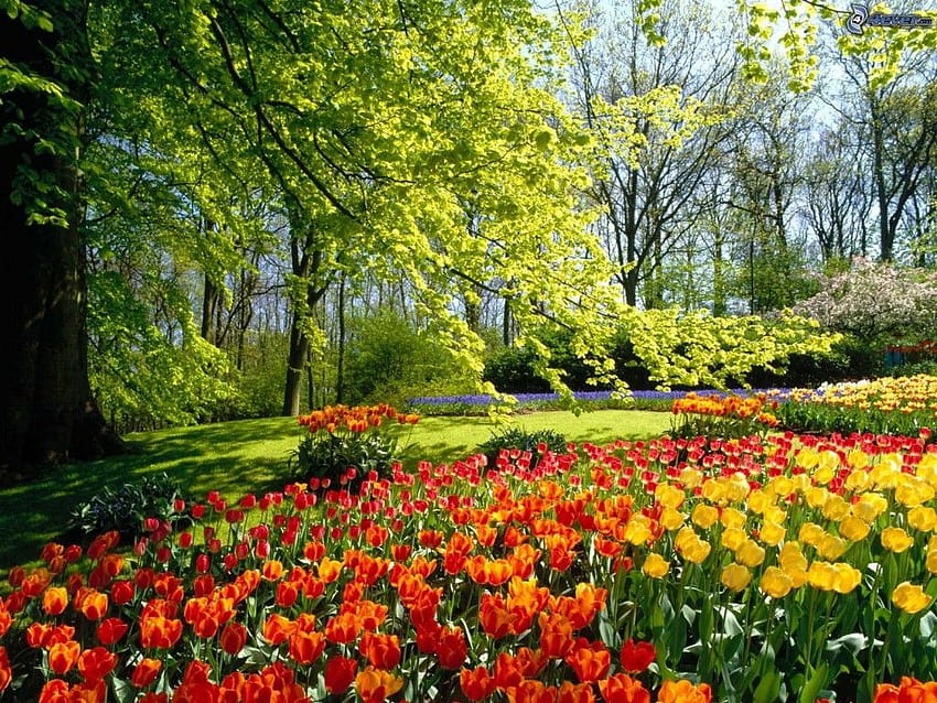 paysage de printemps. Най-красивите градини, Градина с красиви цветя, Пролетни цветя HD тапет