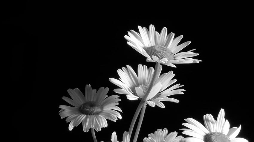 White Flower iPhone, Black and White Floral HD wallpaper
