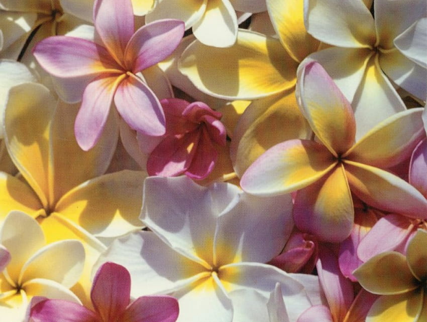 Vanuatu Çiçekleri, ada, frangipani çiçekleri, vanuatu, tropikal HD duvar kağıdı