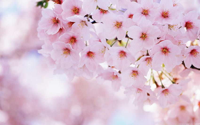 Flowers Cherry Blossom, Cute Cherry Blossom HD wallpaper
