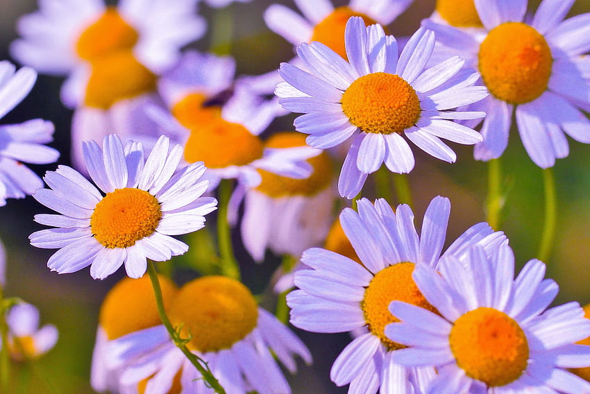 Flowers, Camomile, Petals, Buds HD wallpaper