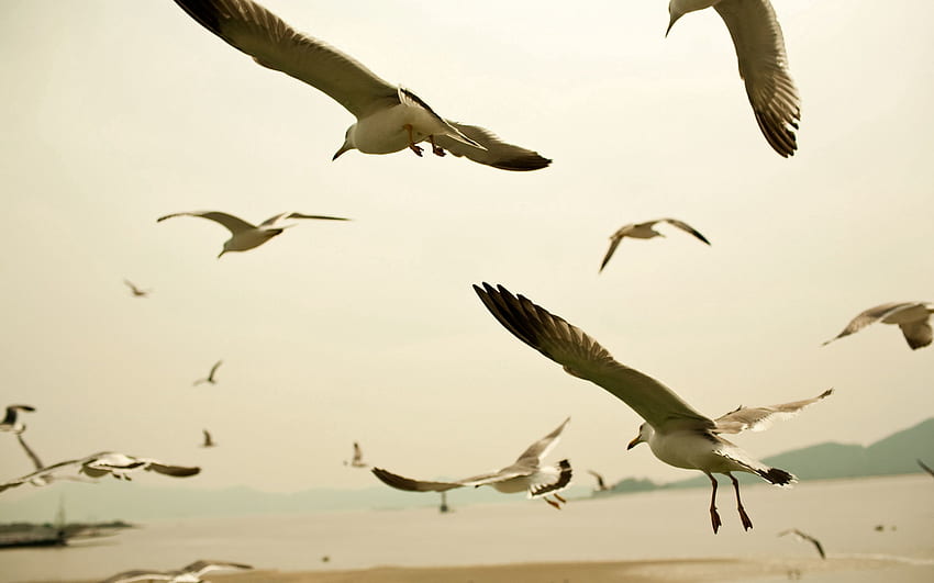 Animals, Birds, Sky, Seagulls, Wave, Sweep HD wallpaper