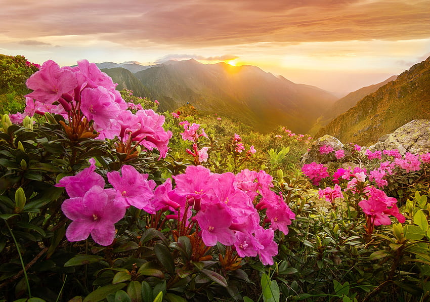 Amanecer de montaña, amanecer, verano, flores silvestres, rayos, colinas, hermoso, primavera fondo de pantalla