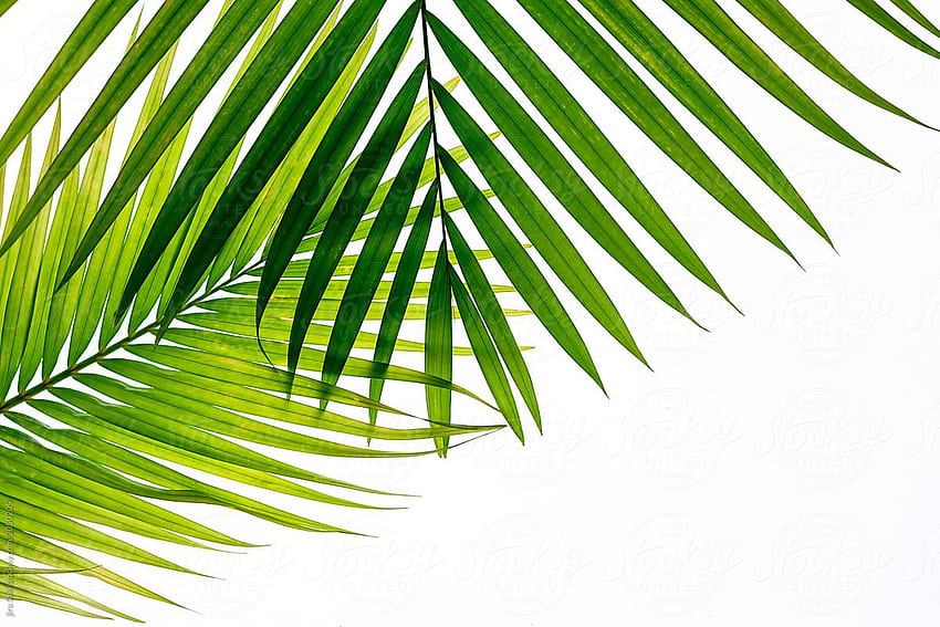 green coconut leaf on white background HD wallpaper