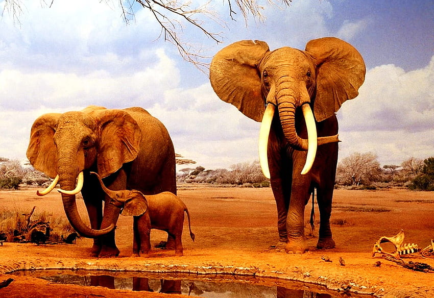 Cool Elephant, Indian Elephant, Wildlife . TOP, Baby Elephant HD wallpaper