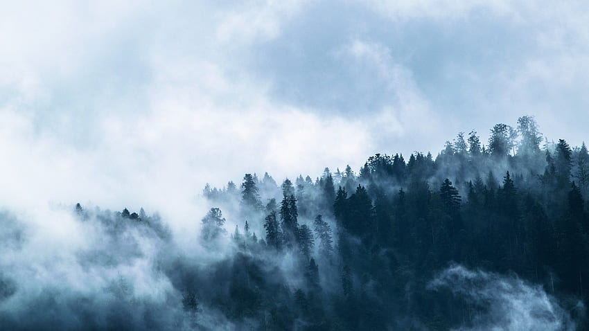Nebbia della foresta. Sfondo HD