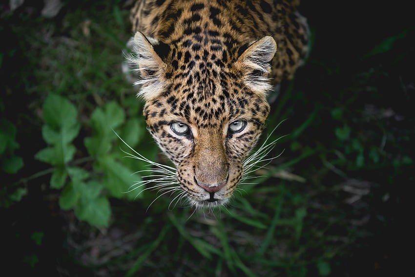 Animali, Leopardo, Muso, Predatore, Vista, Opinione Sfondo HD