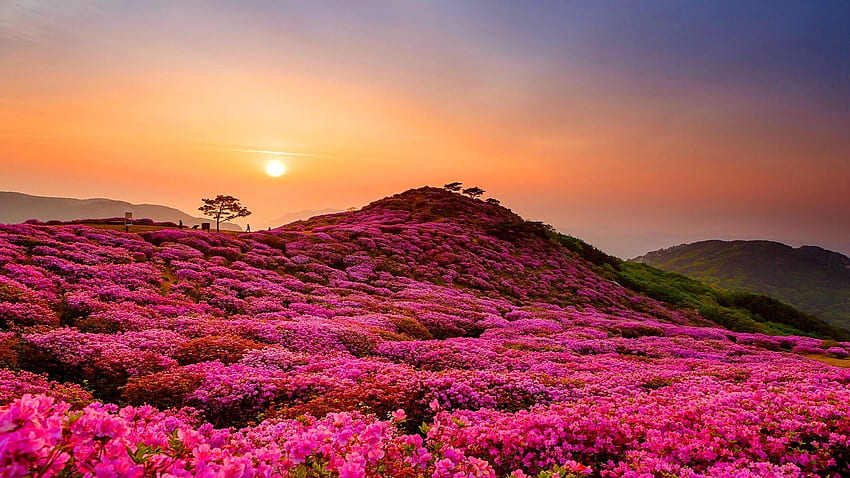Hillside Flowers Field, campo, árboles, flores, naturaleza, montañas, puesta de sol fondo de pantalla
