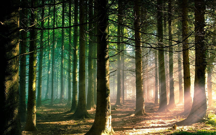 Floresta de pinheiros de alta resolução. Paisagens papel de parede HD