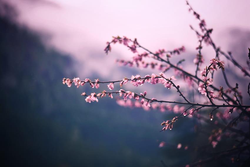 Cherry Blossoms Ps4 Anime , Koyu Kiraz Çiçeği HD duvar kağıdı