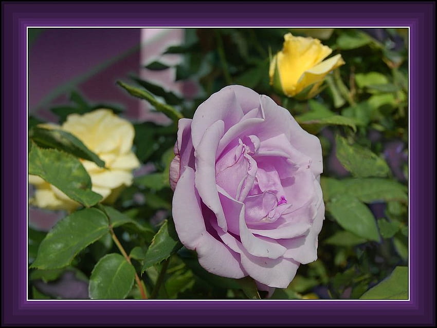 Lavande Rose, rose, violet, lavande, nature, fleurs Fond d'écran HD