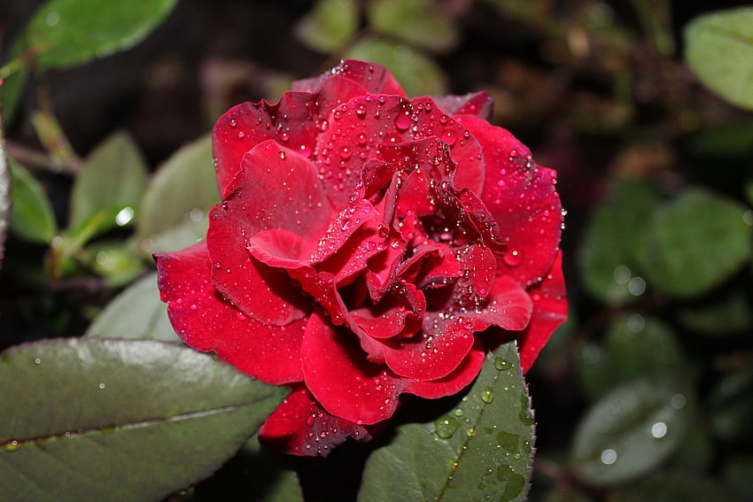 Gouttes de rosée sur la rose rouge, rose, pétales, rouge, gouttes, nature, fleurs, rosée, macro Fond d'écran HD