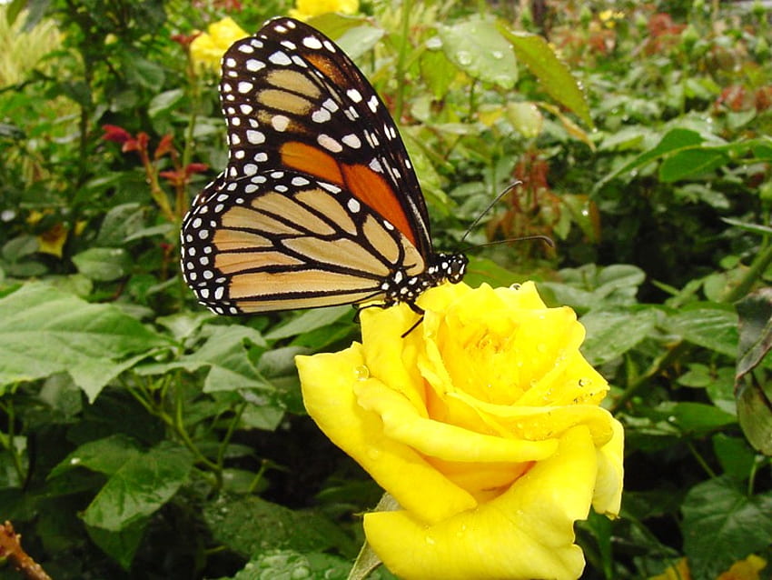For the love of a rose, rose, monarch, butterfly, yellow, green, garden HD wallpaper