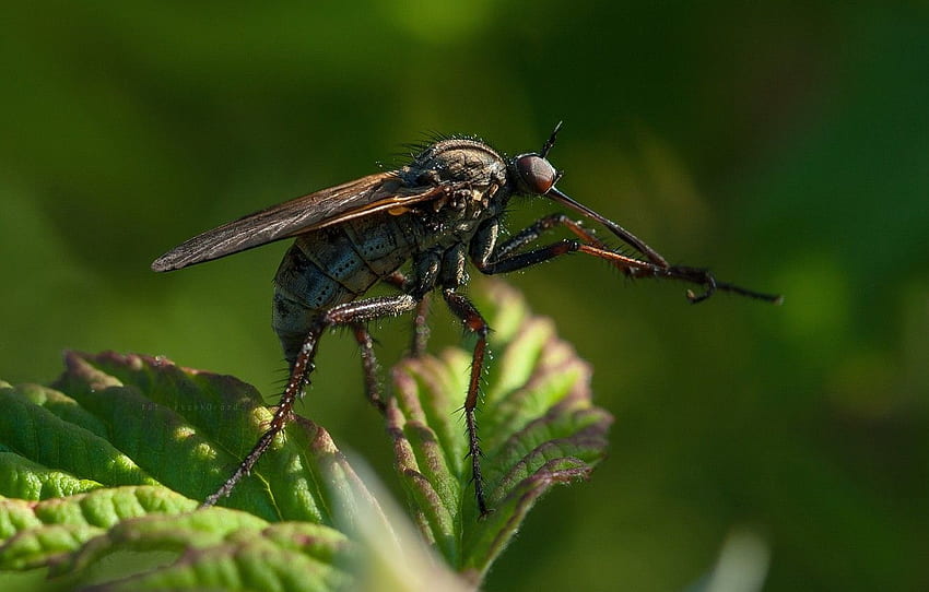 Natur, Makro, Bokeh, Blatt, Mücke für , Abschnitt макро HD-Hintergrundbild