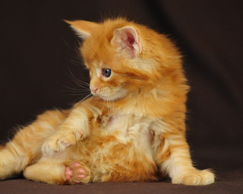Cute Fluffy Kitten, animal, kitten, cute, cat, fluffy HD wallpaper
