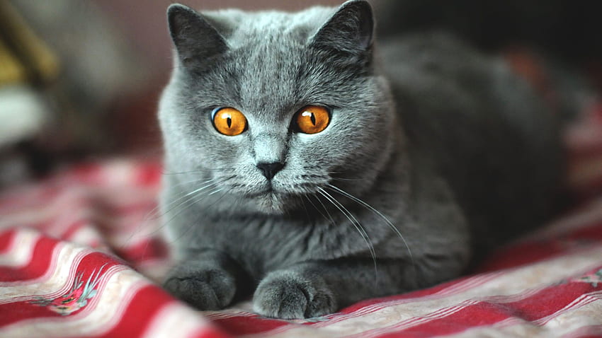 Yellow Eyes Grey Cat With Stare Look Is Sitting On Cloth In Blur Background Cat HD wallpaper