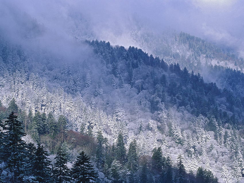 Zima, Natura, Drzewa, Góry, Śnieg, Iglaki, Iglaste, Wysokość, Tennessee, Great Smoky Mountains Tapeta HD