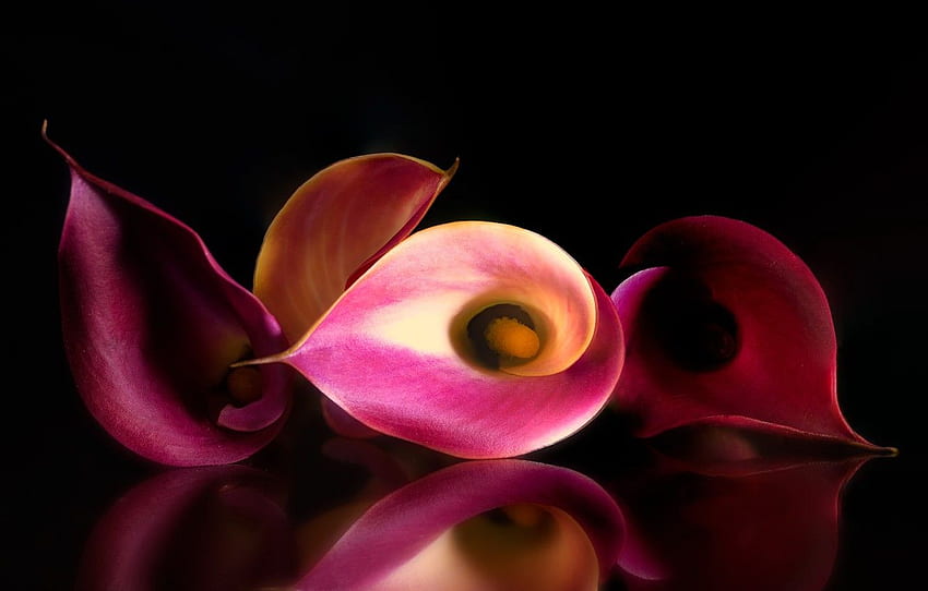 bunga, alam, latar belakang, bunga lili Calla, Calla Lily Wallpaper HD