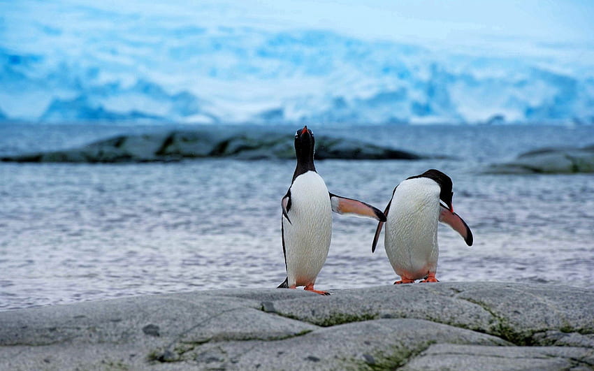 Животни, Пингвини, Бряг, Банка, Двойка, Двойка, Антарктика HD тапет