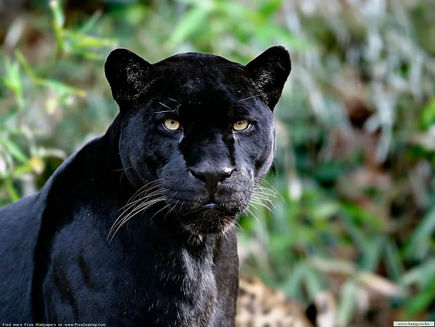 Black panther - Wild Animals -, Black Jaguar Animal HD wallpaper | Pxfuel