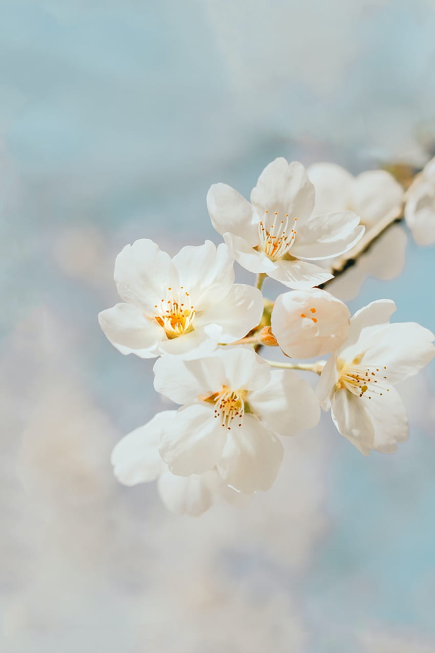 Bunga Sakura : [HQ], Sakura Putih wallpaper ponsel HD