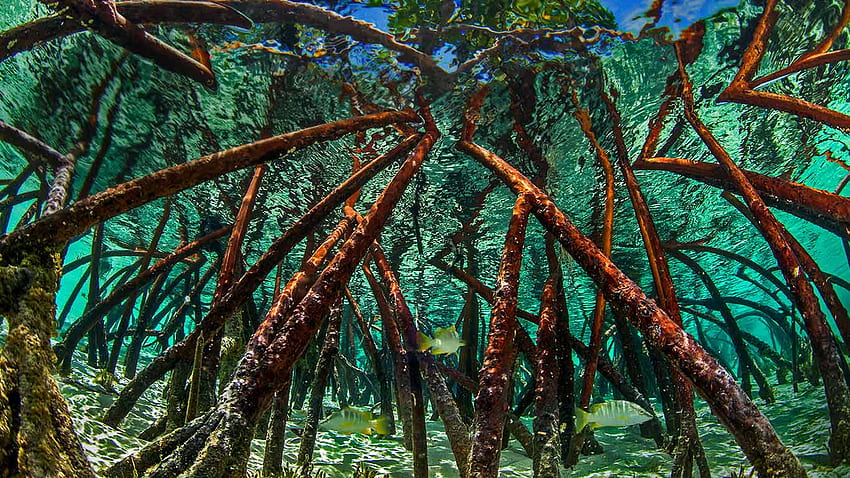 Mangrove Forest . Mangrove Roots - Bing . Mangrove Forest Nusa Lembongan YouTube. Mangrove Roots - Bing HD wallpaper