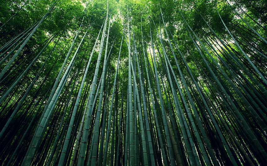 Árvore de bambu, verde, natureza papel de parede HD