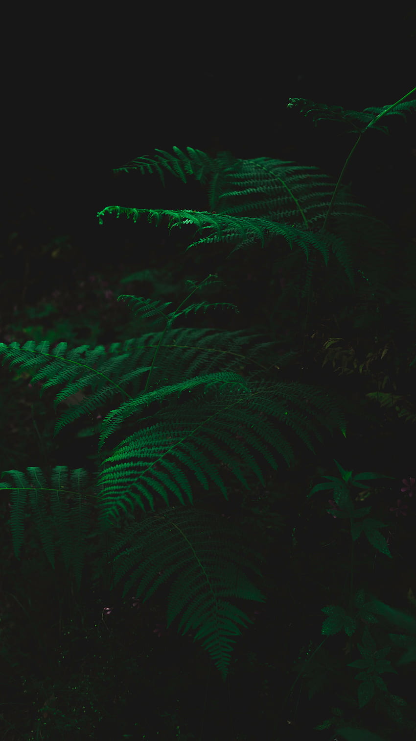 나뭇잎, 식물, 어두운, 고사리 HD 전화 배경 화면