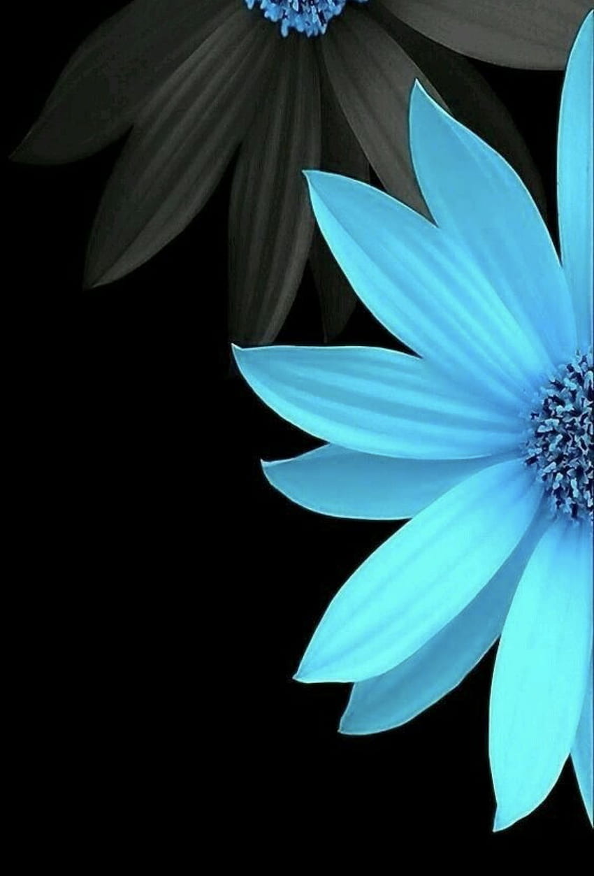 ブラック＆ターコイズ。 青い花、アート、花、ターコイズの花 HD電話の壁紙