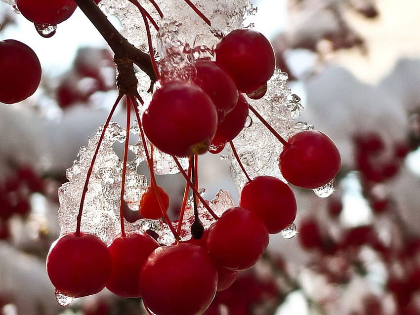Winter Red Berries, winter, branch, berries, red HD wallpaper