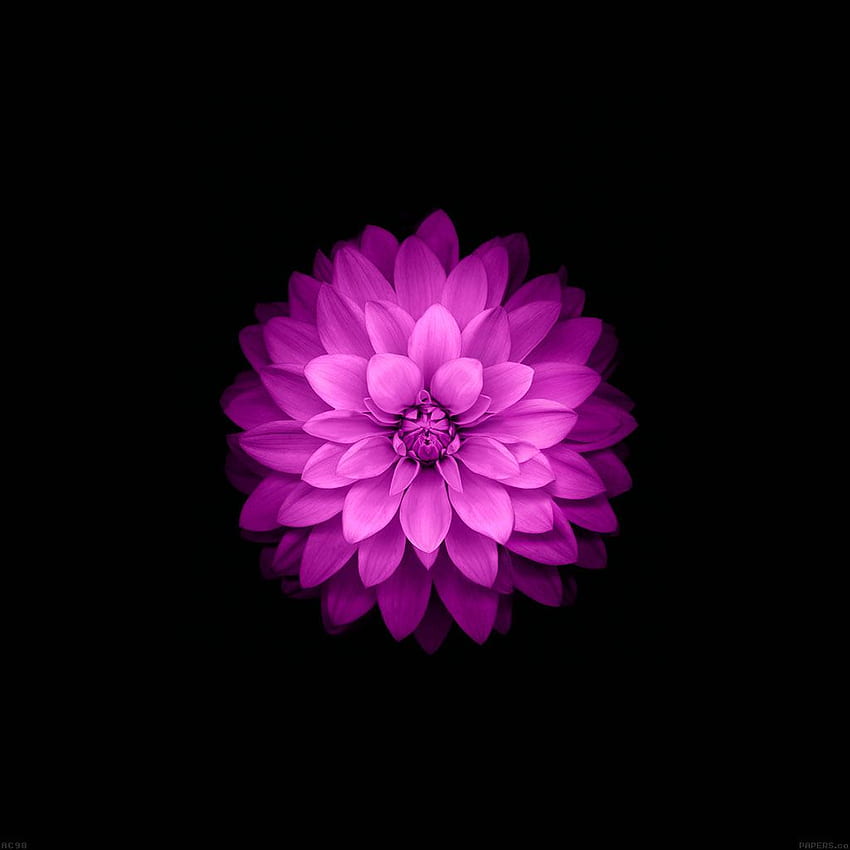 Apple rote Lotus Iphone6 ​​plus Blume Ios8 HD-Handy-Hintergrundbild