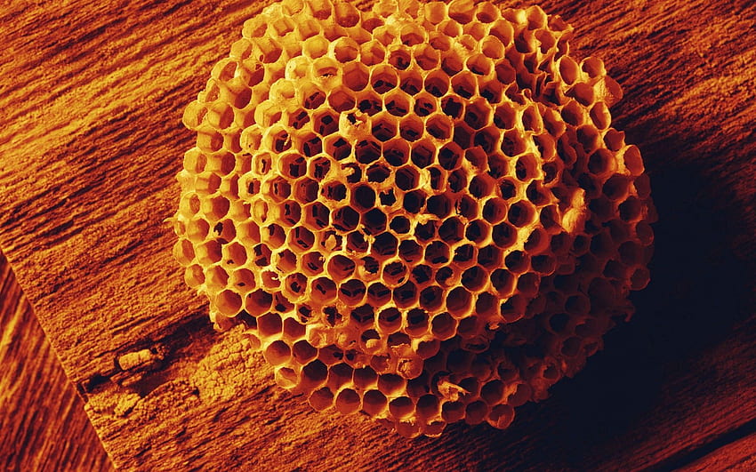 Bees, , , Surface, Form, Honey, Honeycomb HD wallpaper