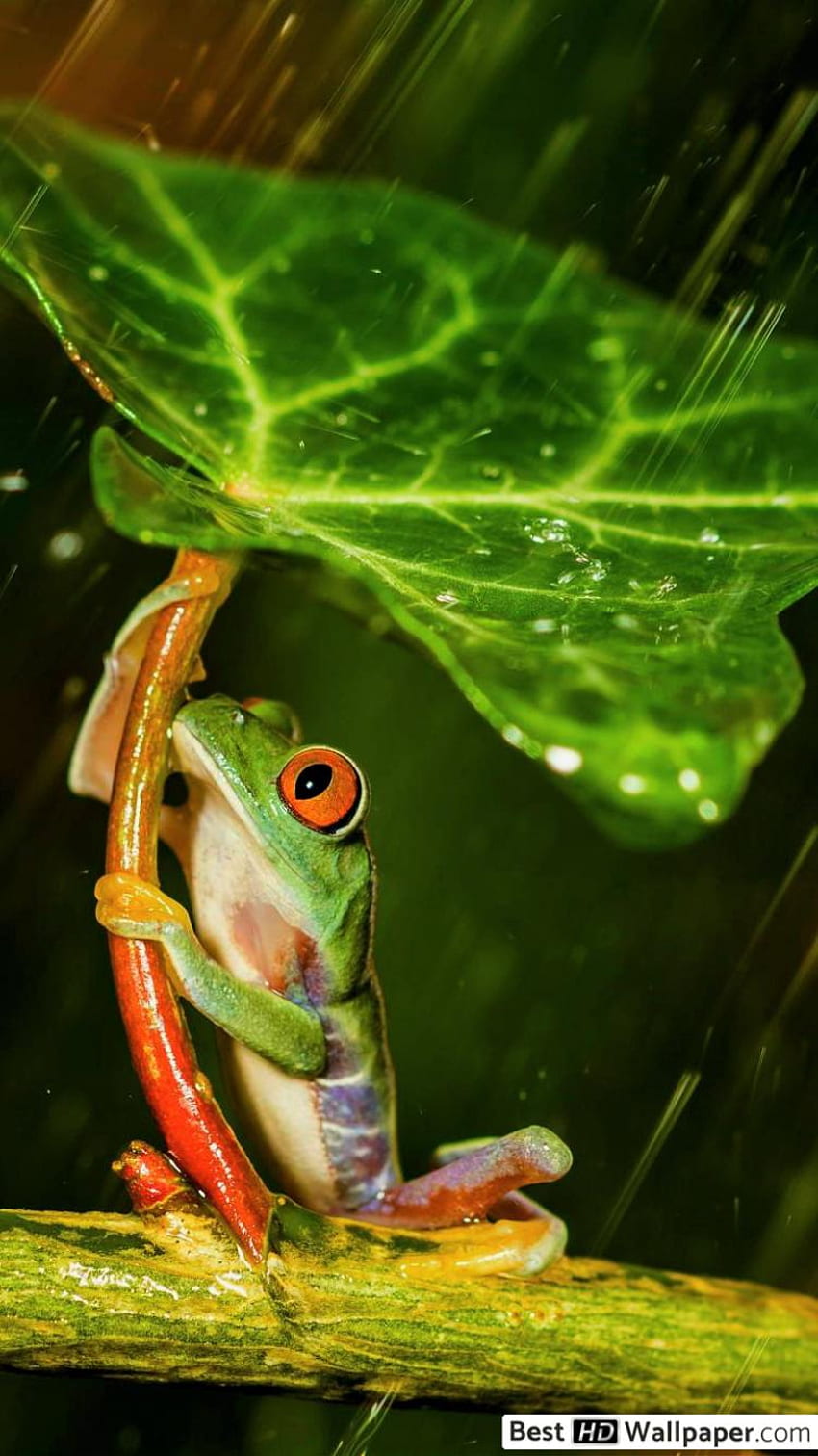 Cute Frog iPhone  Background Beautiful Best Available For Cute Frog iPhone  HD phone wallpaper  Peakpx