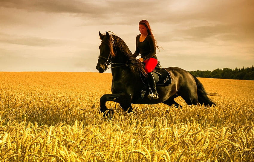 menina, cavalo, campo de trigo, equitação, terras agrícolas para, seção настроения papel de parede HD
