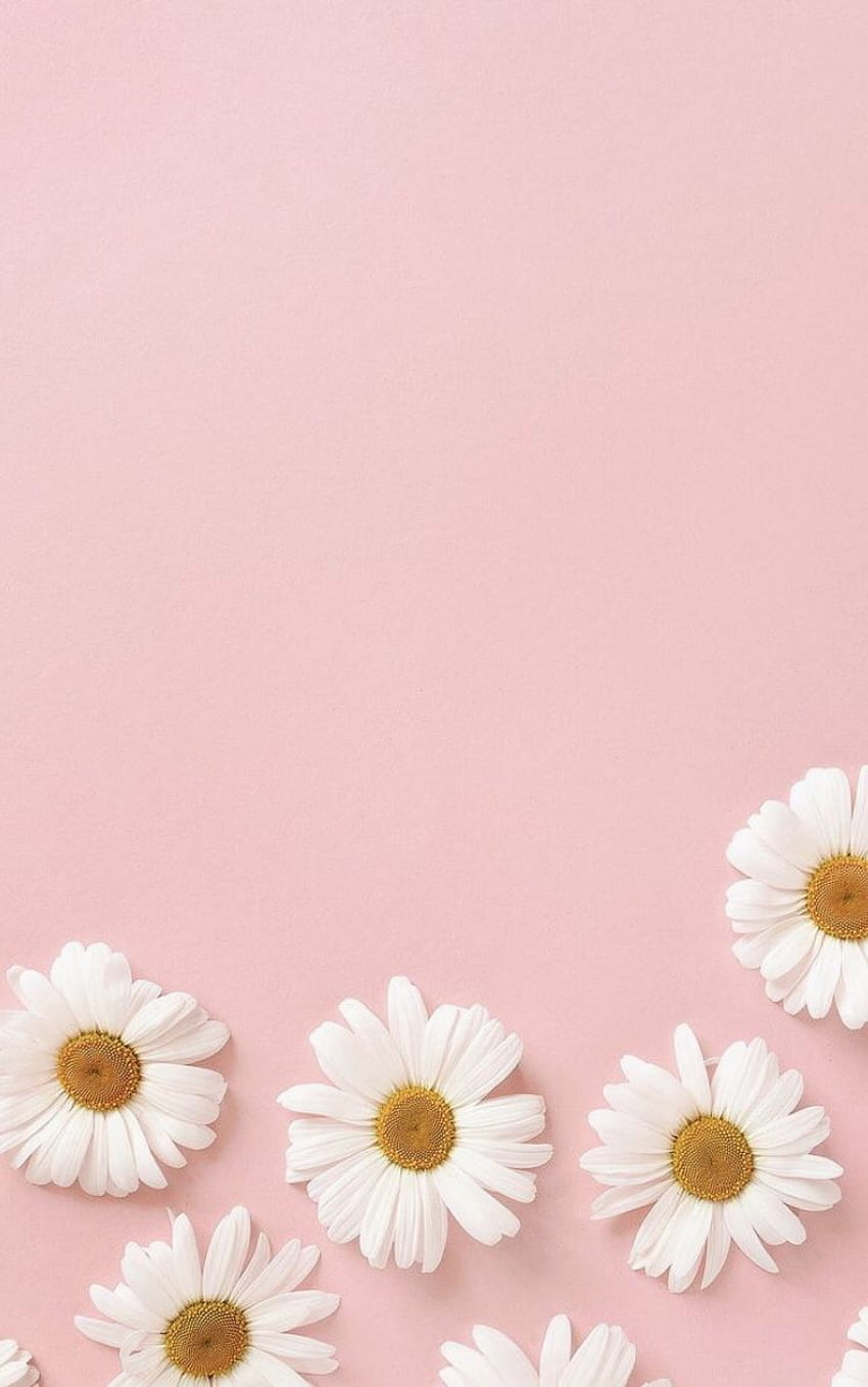Download Cute Daisy Flowers Pastel Blue Wallpaper  Wallpaperscom