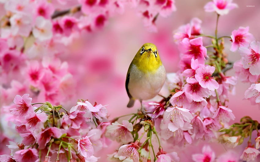 Small yellow bird between the blossoms - Animal, Cherry Blossom Yellow HD wallpaper